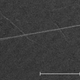 Illustration for article titled Microscopic carbon probe can measure the activity of a single neuron